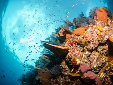 The rich waters of the Sea of Cortez will provide divers with a dazzling variety marine life