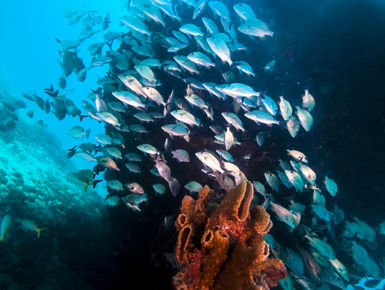 School of fish swim around the Berwyn wreck in the clear, blue waters of Barbados