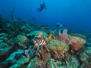 Scuba divers explore a reef in the clear, blue waters of Barbados