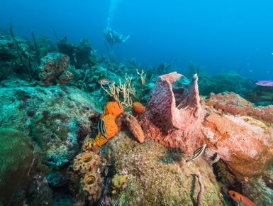 Scuba diver explores a reef in the clear, blue waters of Barbados