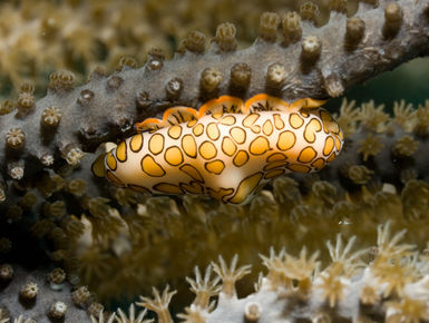 Belize is home the world’s third largest barrier offering intrepid divers many wondrous creatures like this flamingo tongue snail