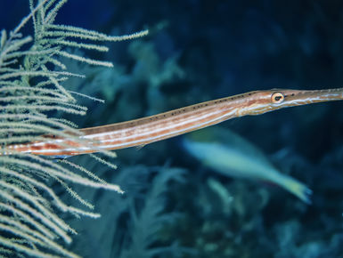 Belize is home the world’s third largest barrier offering intrepid divers many wondrous creatures like this trumpet fish