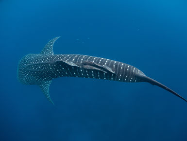 Encounters with whale sharks are among the top of the list to many avid snorkelers and scuba divers