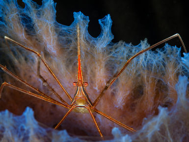 Small yellowline arrow crabs are some of the more captivating inhabitants on the reef in Bonaire