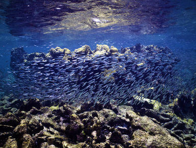 School of silversides on a reef in BVI