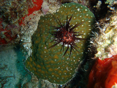 Sea urchin are common reef dwellers around BVI