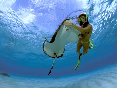 Snorkeler feeding a Southern Stingray at Stingray City on the island of Grand Cayman, Cayman Islands