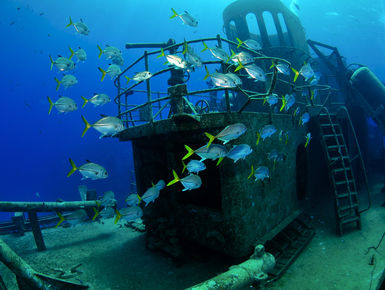 Horseyed Jacks swim around the USS Kittiwake wreck in Grand Cayman