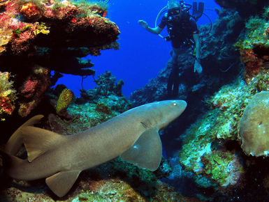 Divers sometimes encounter Nurse Sharks on the reefs in the Cayman Islands