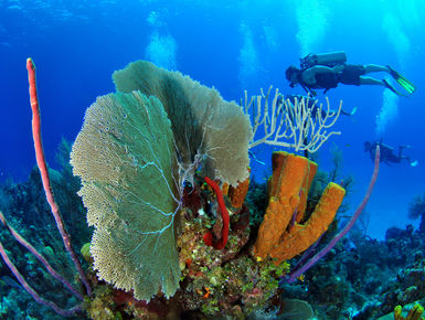 Divers exploring one the Cayman Islands many colorful reefs