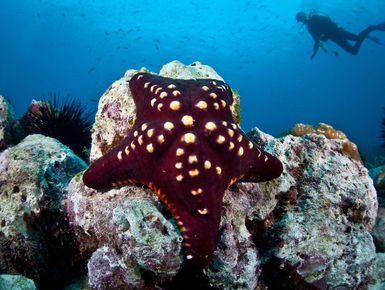 The emerald waters of Costa Rica's Gulf of Papagayo is a fish watcher's delight where anything is possible from funnel clouds of jacks and snapper to flights of mantas and mobula rays