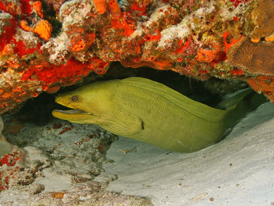 The Cozumel’s reputation for healthy reefs with healthy fish populations and excellent underwater clarity is well deserved as these waters are home to more than 100 types of coral and 260-plus species of fish