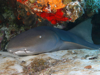 The Cozumel’s reputation for healthy reefs with healthy fish populations and excellent underwater clarity is well deserved as these waters are home to more than 100 types of coral and 260-plus species of fish