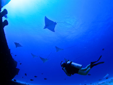 The Cozumel’s reputation for healthy reefs with healthy fish populations and excellent underwater clarity is well deserved as these waters are home to more than 100 types of coral and 260-plus species of fish