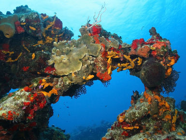 The Cozumel’s reputation for healthy reefs with healthy fish populations and excellent underwater clarity is well deserved as these waters are home to more than 100 types of coral and 260-plus species of fish