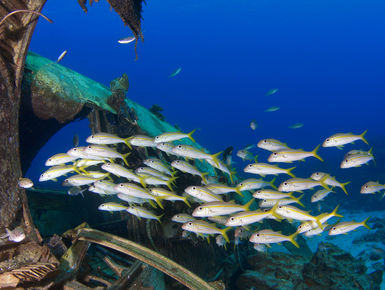 School of goatfish swimming around a wreck in Curacao