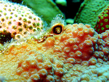 Secretary Blenny peering from a hole in the coral in Curacao