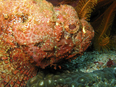 Scorpionfish in Dominica