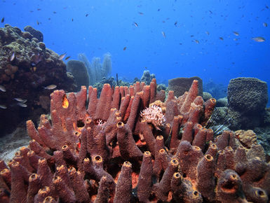 Sponges in Dominica