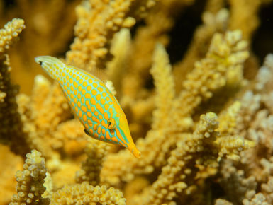 Below the surface, Fiji’s vibrant reefs are resplendent with life, home to more than 1,500 species of fish and more than 400 types of corals