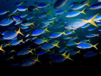 Below the surface, Fiji’s vibrant reefs are resplendent with life, home to more than 1,500 species of fish and more than 400 types of corals