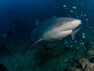 Below the surface, Fiji’s vibrant reefs are resplendent with life, home to more than 1,500 species of fish and more than 400 types of corals