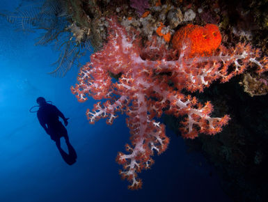 Below the surface, Fiji’s vibrant reefs are resplendent with life, home to more than 1,500 species of fish and more than 400 types of coral, populating sun-dappled shallow reefs, precipitous walls, fish-laden pinnacles, and shadowed grottoes