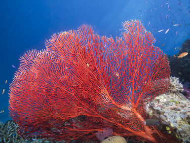 Fiji’s vibrant reefs are resplendent with life, home to more than 1,500 species of fish and more than 400 types of coral, populating sun-dappled shallow reefs, precipitous walls, fish-laden pinnacles, and shadowed grottoes