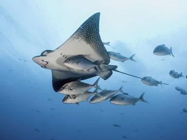 The waters surrounding the Galapagos Islands serve as home to attractions ranging from giant whale sharks and large schools of hammerhead sharks to majestic eagle rays