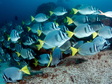 The Galapagos Islands beckon divers with a menagerie of big animal thrills and inspiring colorful marine life