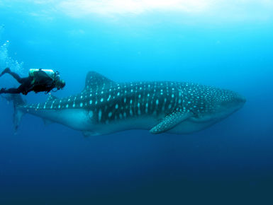 encounters with whale sharks are among the top of the list to many avid snorkelers and scuba diver in The Galapagos Islands