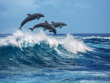 Hawaii is America’s own Pacific paradise where divers have ample opportunities to see many favorites such as turtles, and manta rays to pods of  spinner dolphins at sites close to shore