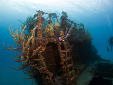 The Bay Islands of Honduras—Roatan, Utila & Guanaja— serve up a quintessential mix of Caribbean dive experiences with near shore shallows to plunging drop-offs and wrecks where divers can spend hours searching for cryptic marine life