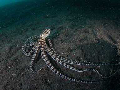 The waters of Indonesia are at the epicenter of marine biodiversity with thousand upon thousands of enigmatic marine invertebrates like this mimic octopus