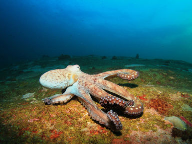 The waters of Indonesia are at the epicenter of marine biodiversity with thousand upon thousands of enigmatic marine invertebrates like this octopus