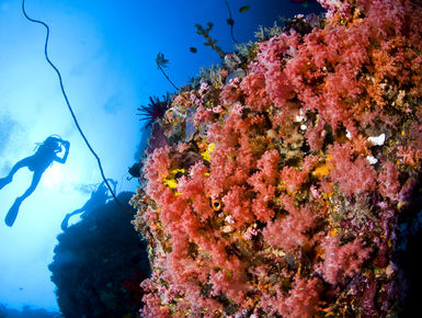 The waters of Indonesia are at the epicenter of marine biodiversity with more than 2,000 species of fish, 500-plus varieties of hard and soft coral and thousands of enigmatic invertebrates