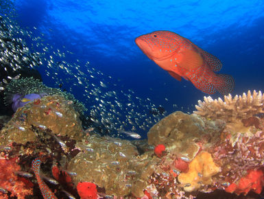 The waters of Indonesia are at the epicenter of marine biodiversity with more than 2,000 species of fish, 500-plus varieties of hard and soft coral and thousands of enigmatic invertebrates