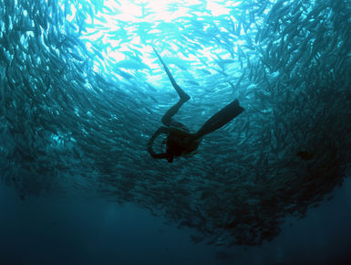 Located in the middle of the Indo Pacific, the waters of Malaysia offer up one of the richest marine biodiversity of any ocean with thousand upon thousands of enigmatic marine invertebrates, corals and fish