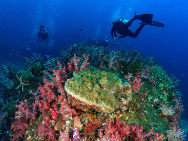 Located in the middle of the Indo Pacific, the waters of Malaysia offer up one of the richest marine biodiversity of any ocean with thousand upon thousands of enigmatic marine invertebrates, corals and fish_scuba diving vacations in Malaysia