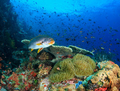 Located in the middle of the Indo Pacific, the waters of Malaysia offer up one of the richest marine biodiversity of any ocean with thousand upon thousands of enigmatic marine invertebrates, corals and fish_scuba diving vacations in Malaysia