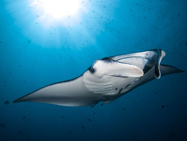 Encounters with manta rays is a hallmark experience with any snorkeler or scuba diver in the Maldives