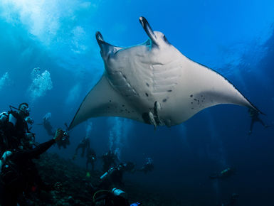 Encounters with manta rays is a hallmark experience with any snorkeler or scuba diver in the Maldives