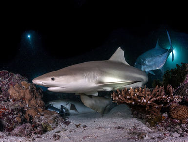 The Maldives may be a nation of coral reefs it is a place with a rich bounty of marine wildlife like this reef shark creating a lifetime of diving possibilities