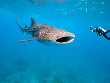 Encounters with whale sharks are among the top of the list to many avid snorkelers and scuba divers in the Maldives