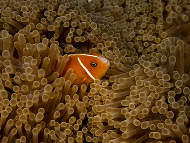 Below the surface, the vibrant reefs of Micronesia are resplendent with life to more than 1,500 species of fish and more than 400 types of corals