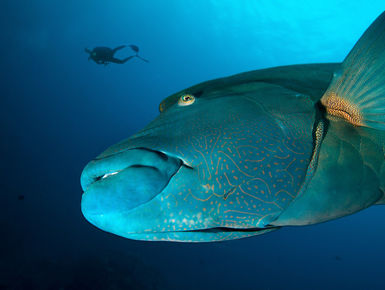 Below the surface, the vibrant reefs of Micronesia are resplendent with life to more than 1,500 species of fish and more than 400 types of corals