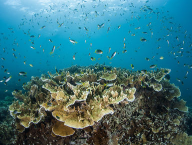 Below the surface, the vibrant reefs of Micronesia are resplendent with life to more than 1,500 species of fish and more than 400 types of corals