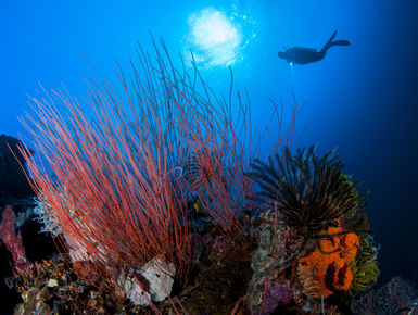 As destinations go PNG can please big animal enthusiasts, reef lovers and critter hunters alike through some of the most prolific and pristine coral growth in the world