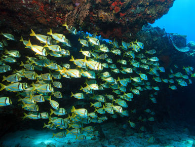 The underwater landscape along the eastern shores of Mexico's Yucatan Peninsula provides divers with a varied and rewarding range of underwater experiences through a series of colorful reefs filled with marine life