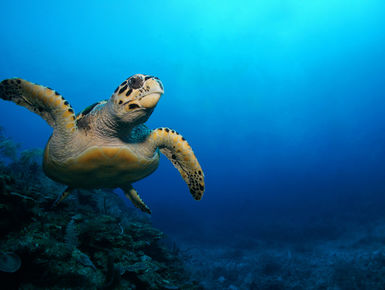 The underwater landscape along the eastern shores of Mexico's Yucatan Peninsula provides divers with a varied and rewarding range of underwater experiences through a series of colorful reefs filled with marine life